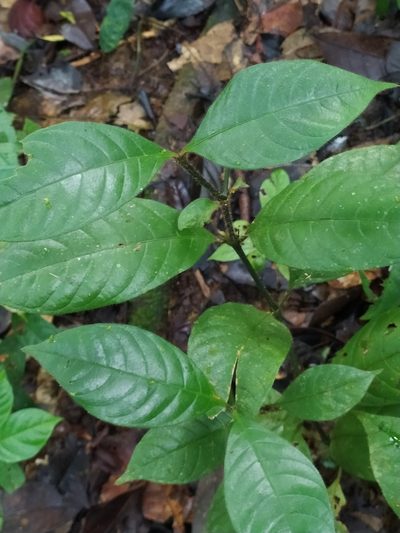 Palicourea glabra, photographed by Guillaume Delaitre