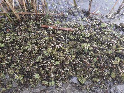 Salvinia natans, photographed by Andrew Bazdyrev