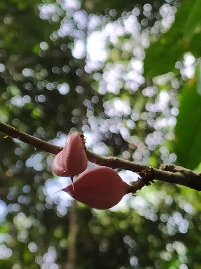 Paypayrola guianensis, photographed by Guillaume Delaitre