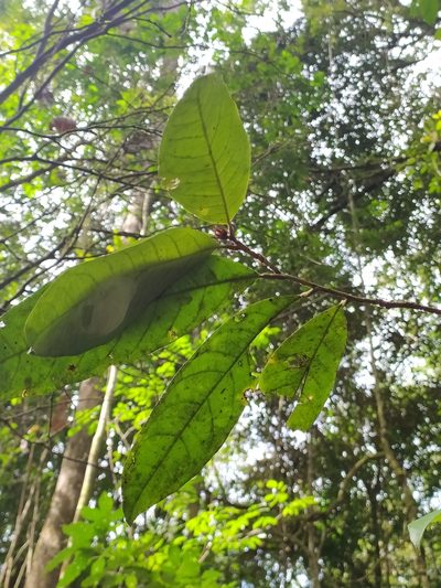 Paypayrola guianensis, photographed by Guillaume Delaitre