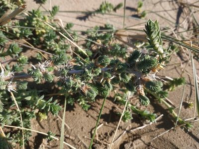 Crucianella maritima, photographed by Tim Johnson