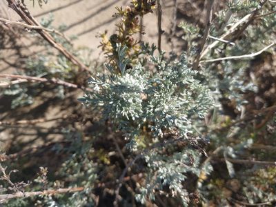 Artemisia caerulescens, photographed by Tim Johnson