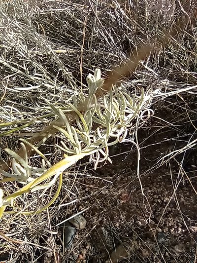 Senecio leucostachys, photographed by Guillermo Debandi