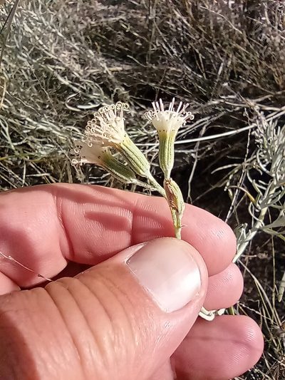 Senecio leucostachys, photographed by Guillermo Debandi