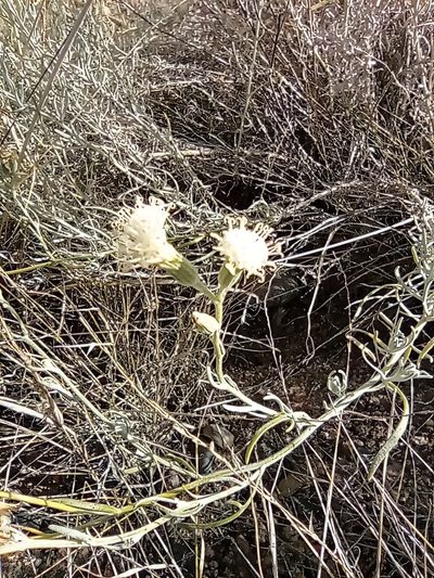 Senecio leucostachys, photographed by Guillermo Debandi