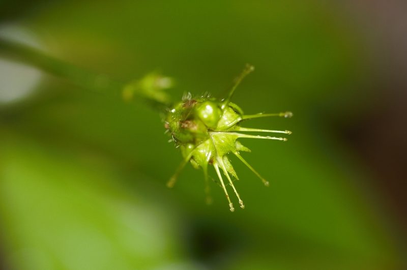 Pavonia castaneifolia, photographed by Guillaume Delaitre