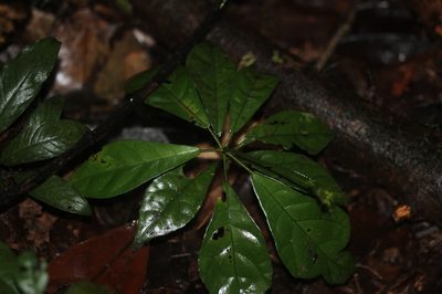 Pavonia castaneifolia, photographed by Guillaume Delaitre