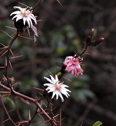 Barnadesia odorata, photographed by Hugo Hulsberg