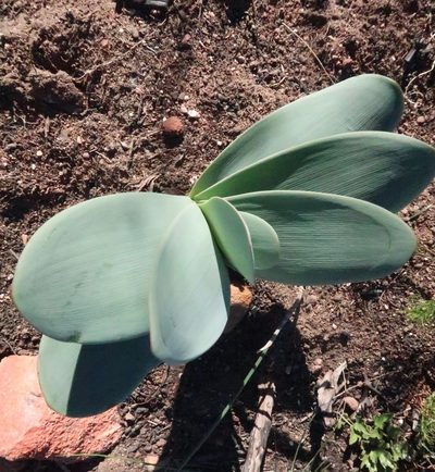 Brunsvigia josephinae, photographed by Di Turner