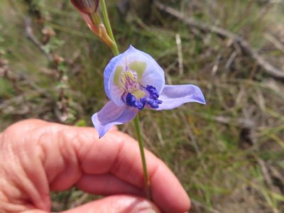 Disa purpurascens, photographed by linkie
