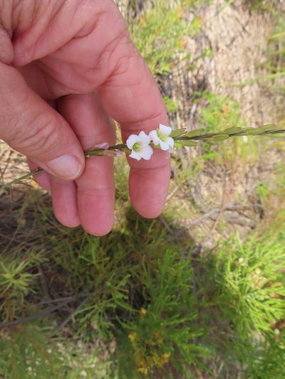 Heliophila macra, photographed by linkie