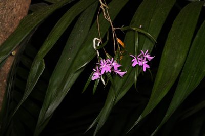 Epidendrum centropetalum, photographed by Trevor Van Loon