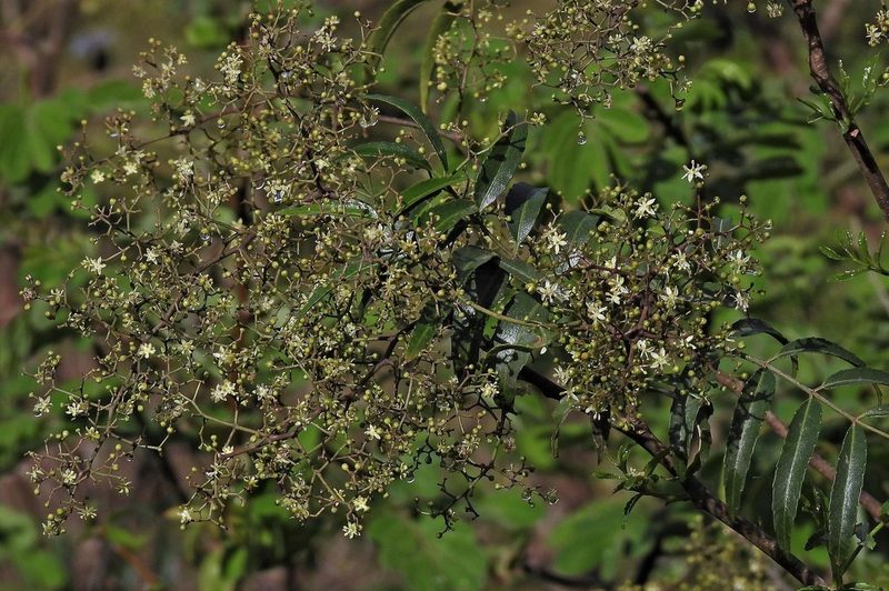 Zanthoxylum coco, photographed by Hugo Hulsberg