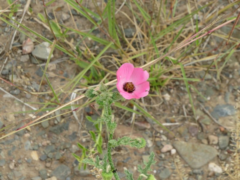Lecanophora heterophylla, photographed by Ezequiel Vera