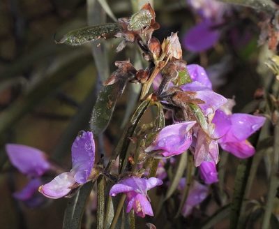 Collaea argentina, photographed by Hugo Hulsberg