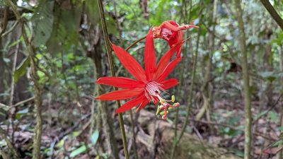 Passiflora vitifolia, photographed by Trevor Van Loon