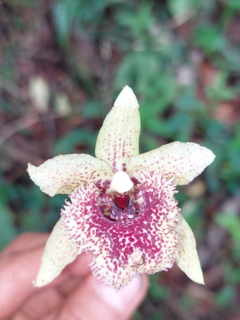 Kefersteinia tolimensis, photographed by Daniel Mesa
