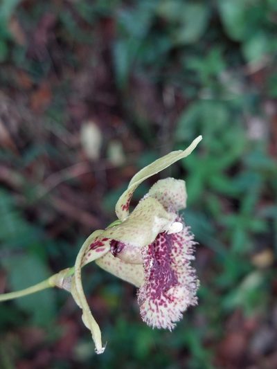 Kefersteinia tolimensis, photographed by Daniel Mesa