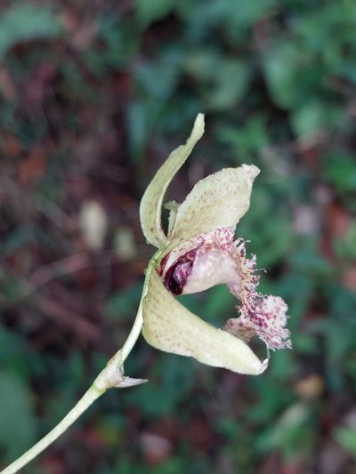 Kefersteinia tolimensis, photographed by Daniel Mesa