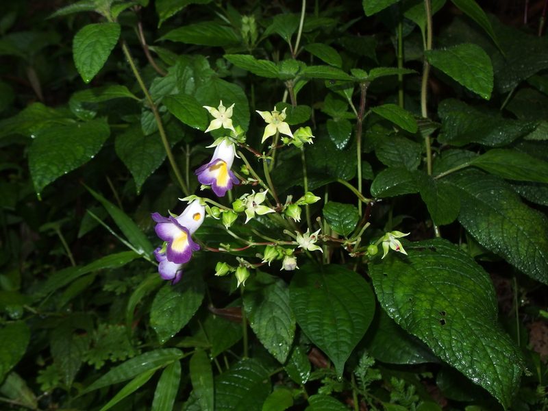 Monopyle ecuadorensis, photographed by Sue Carnahan