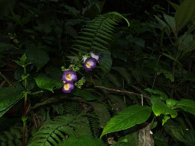 Monopyle ecuadorensis, photographed by Sue Carnahan