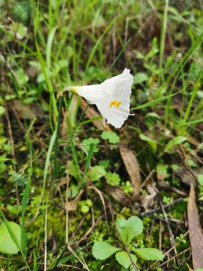 Narcissus cantabricus, photographed by Thor-Rune Hansen