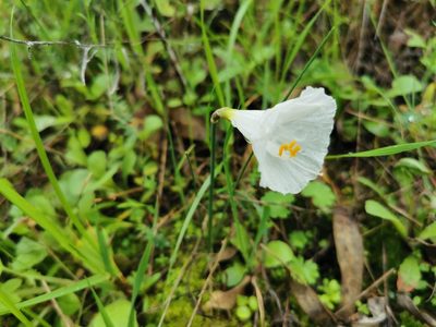 Narcissus cantabricus, photographed by Thor-Rune Hansen