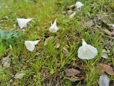 Narcissus cantabricus, photographed by Thor-Rune Hansen