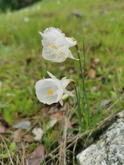Narcissus cantabricus, photographed by Thor-Rune Hansen