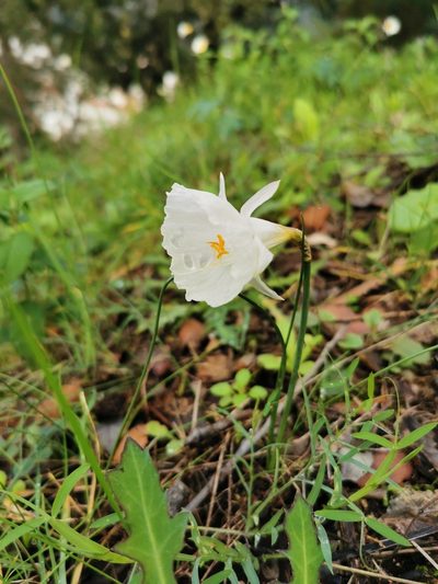 Narcissus cantabricus, photographed by Thor-Rune Hansen
