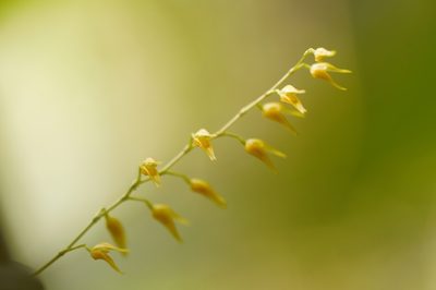 Specklinia picta, photographed by Guillaume Delaitre
