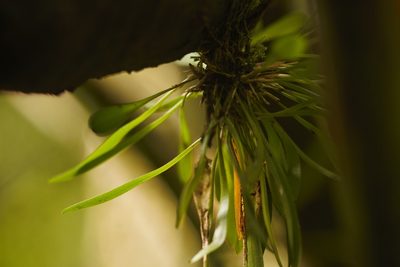 Specklinia picta, photographed by Guillaume Delaitre