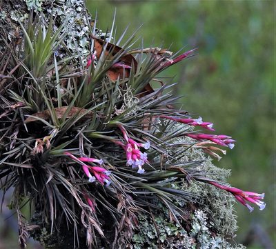 Tillandsia tenuifolia, photographed by Hugo Hulsberg