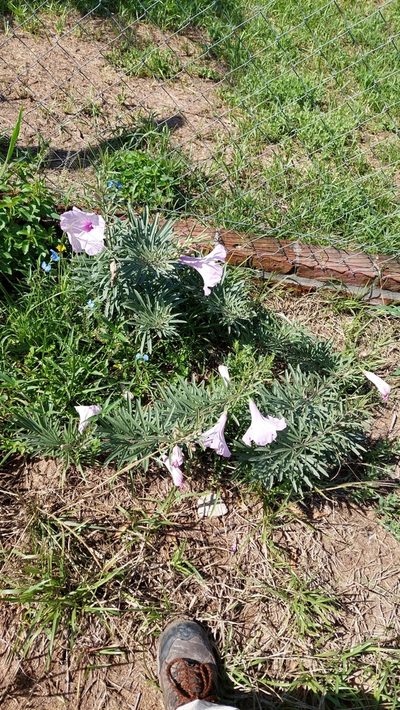 Ipomoea malvaeoides, photographed by Tomás Tamagno