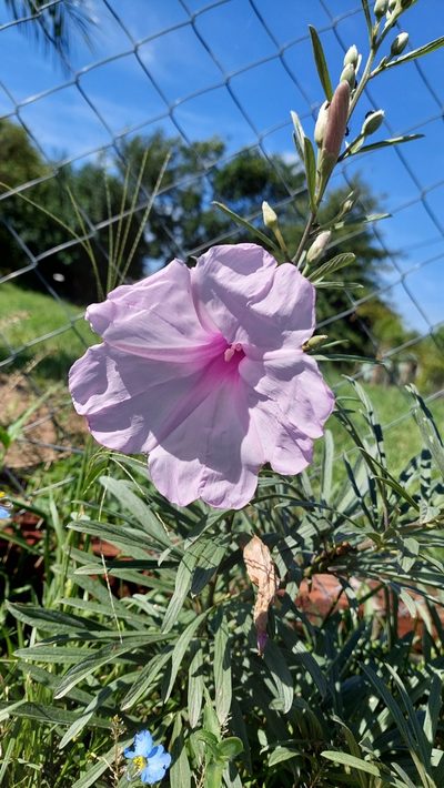 Ipomoea malvaeoides, photographed by Tomás Tamagno