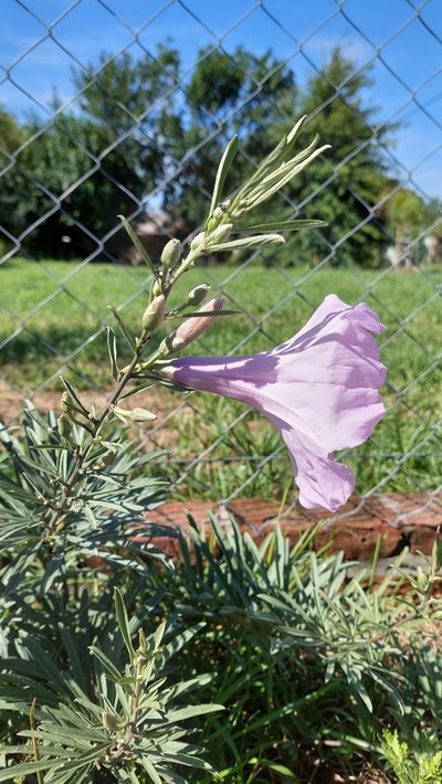 Ipomoea malvaeoides, photographed by Tomás Tamagno