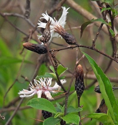 Barnadesia odorata, photographed by Hugo Hulsberg