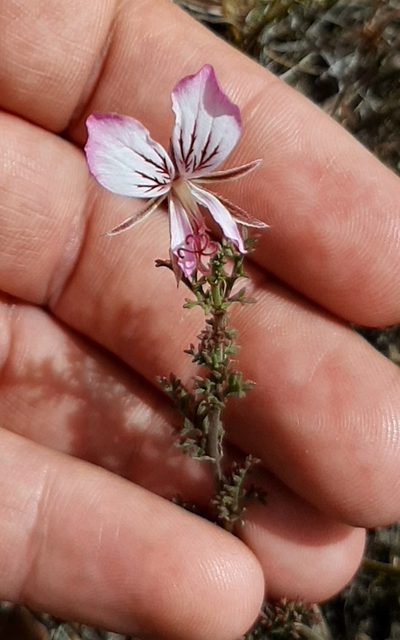 Pelargonium caucalifolium, photographed by Eugene Hahndiek