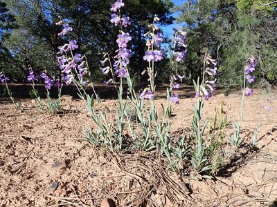 Penstemon secundiflorus, photographed by Matt Lavin