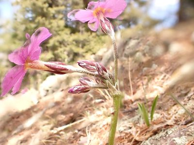 Primula rusbyi, photographed by Matt Lavin