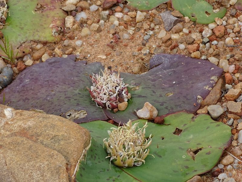 Massonia depressa, photographed by Peter Warren