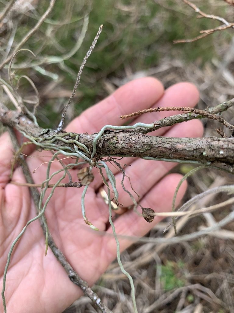 Dendrophylax porrectus, photographed by Claire Herzog