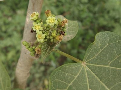 Jatropha curcas, photographed by Sue Carnahan