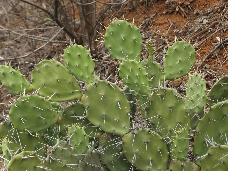 Opuntia quitensis, photographed by Sue Carnahan