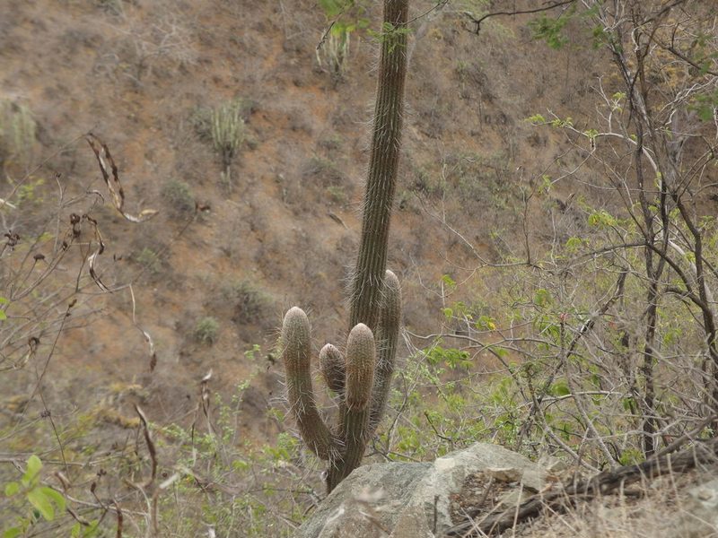 Espostoa lanata, photographed by Sue Carnahan
