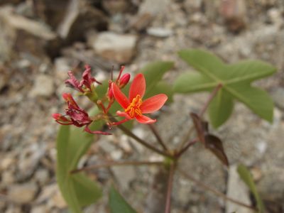 Jatropha nudicaulis, photographed by Sue Carnahan