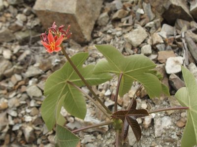 Jatropha nudicaulis, photographed by Sue Carnahan