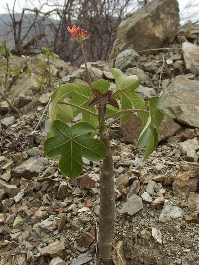 Jatropha nudicaulis, photographed by Sue Carnahan