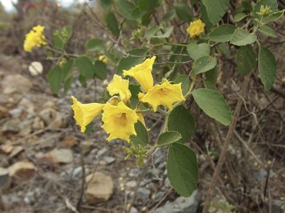 Cordia lutea, photographed by Sue Carnahan