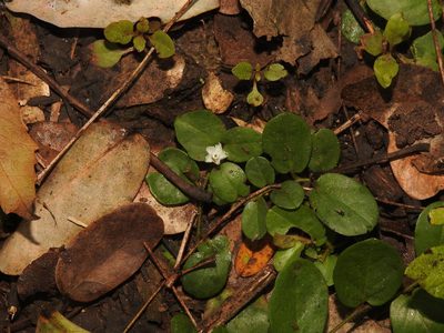 Evolvulus nummularius, photographed by Hopeland